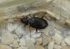 Nebria sp.